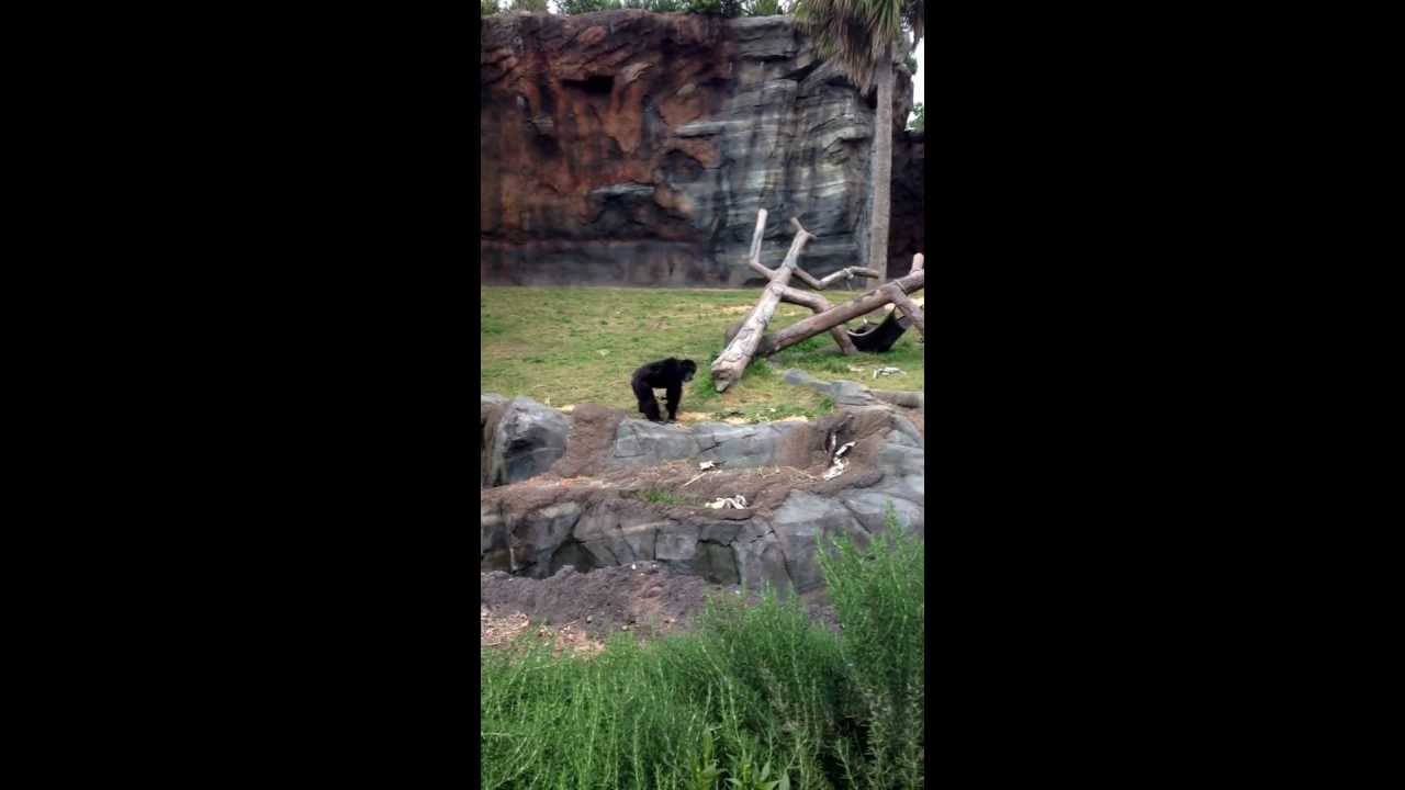 Monkey throws poop at kids