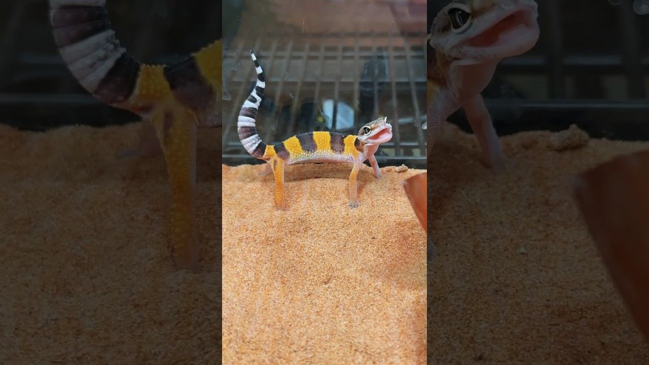 How much are you willing to spend on your favorite pet? #gecko #lizard #eublephars #reptiles