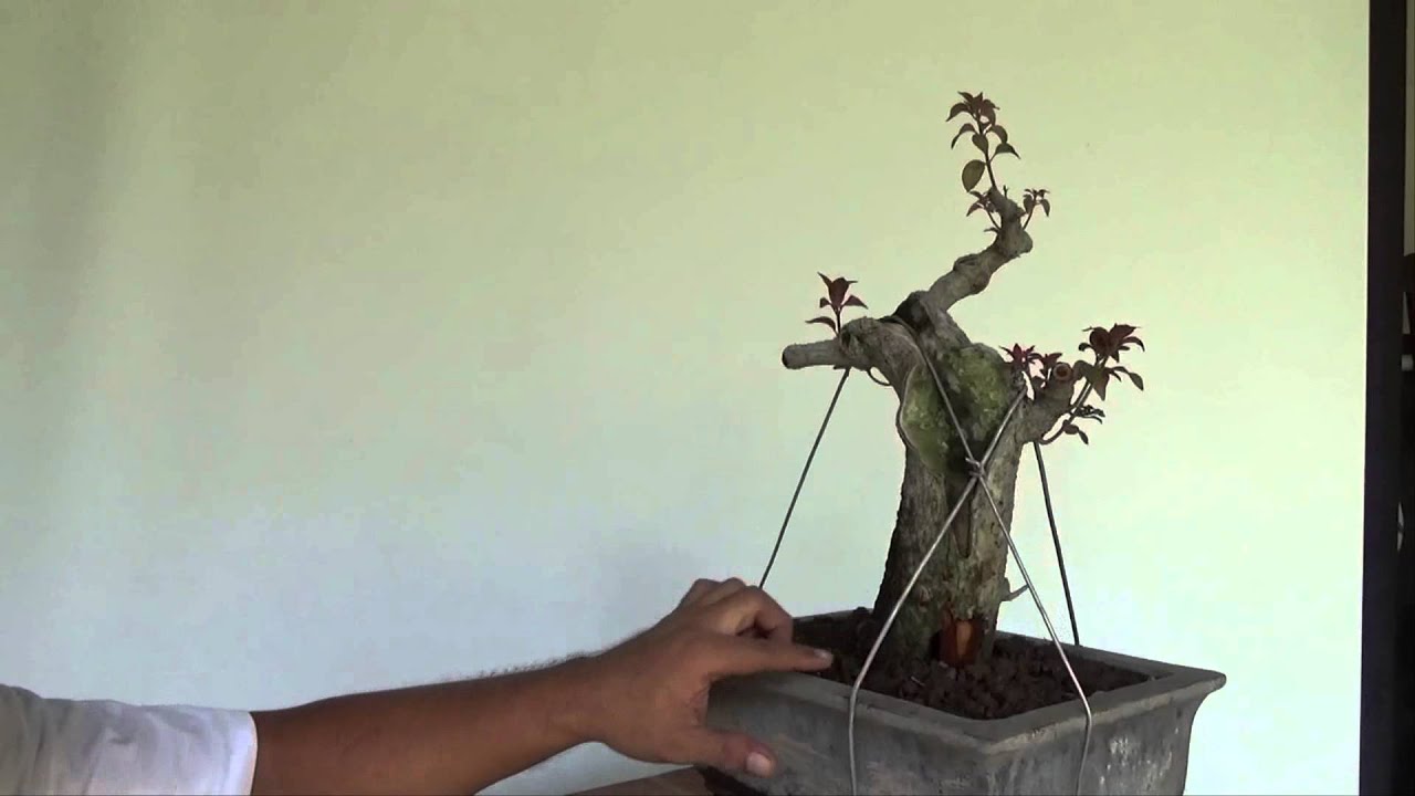 Bonsai Experiment: Making Bonsai From Large Cuttings