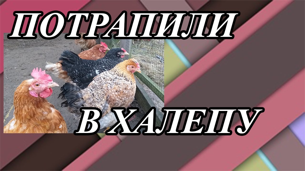 Годую курей гарбузом і розповідаю, як ми влетіли з ним.