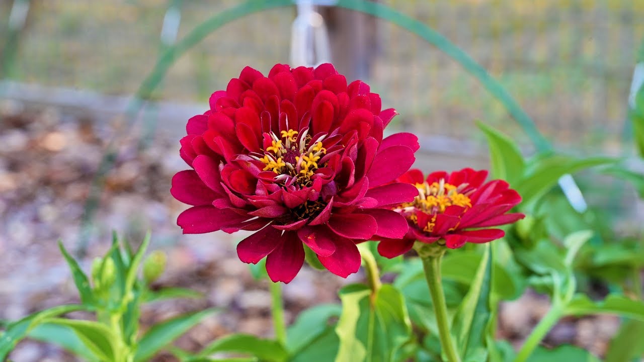 Coming Back to Life | Solo Ranch Life