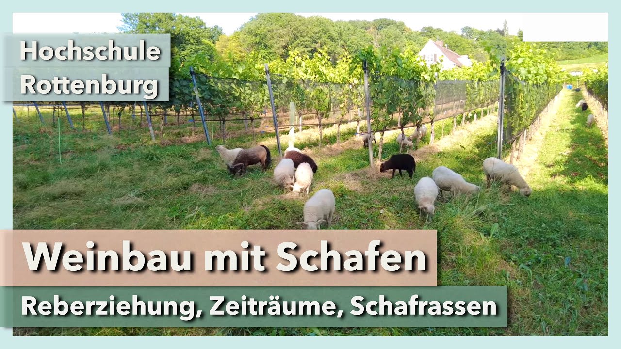 Weinbau mit Schafen - Reberziehung, Zeiträume, Rassen | Hochschule Rottenburg | Rundgang 2 | 2022