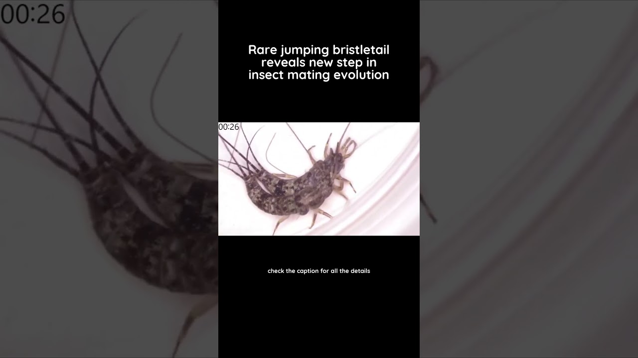 Rare jumping bristletail reveals new step in insect mating evolution