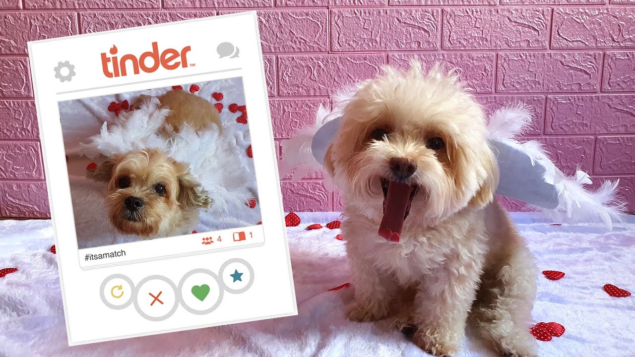 DIY Dog Cupid Feathered Wings for Valentine | Pet Valentine Costume Tutorial  | Rainbowww DIY