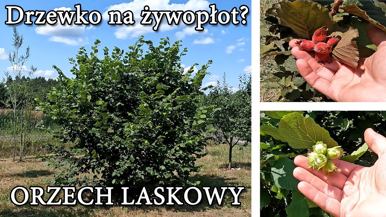 Liściaste drzewko na żywopłot. Orzech laskowy Cosford. Leszczyna samopylna.