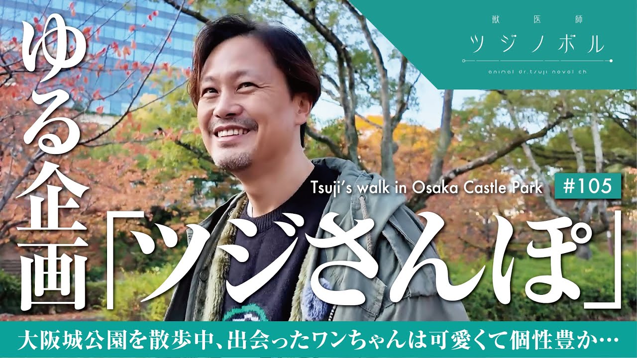 【ツジさんぽ】早朝の大阪城公園で癒しと学びの散歩時間＠大阪城公園【獣医師ツジノボル】