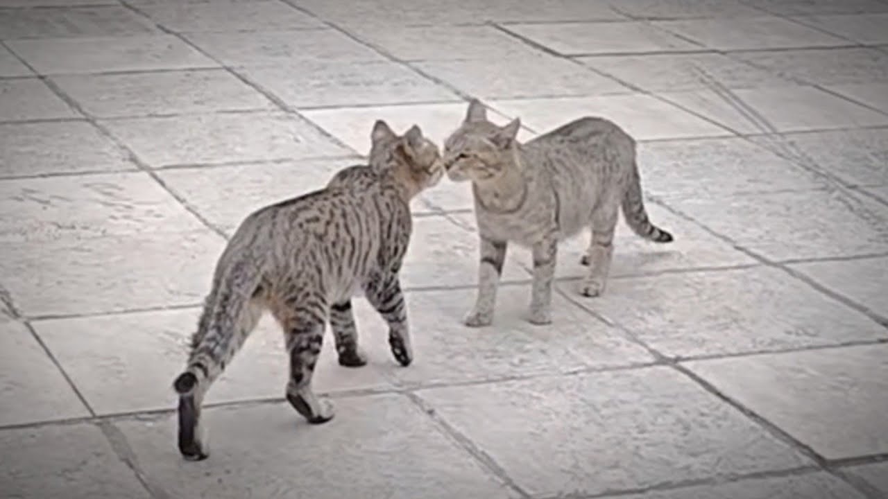 The stray cat became so friendly with us that it was as if we had been friends for years.