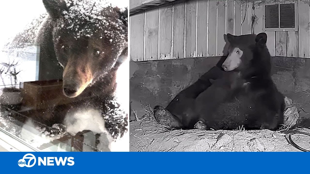 Tahoe snow starts to melt, but not fast enough for these hungry bears