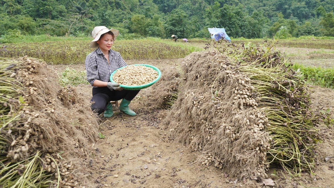 Harvest fresh peanuts and sell - Daily life in the forest, poor girl building a new life