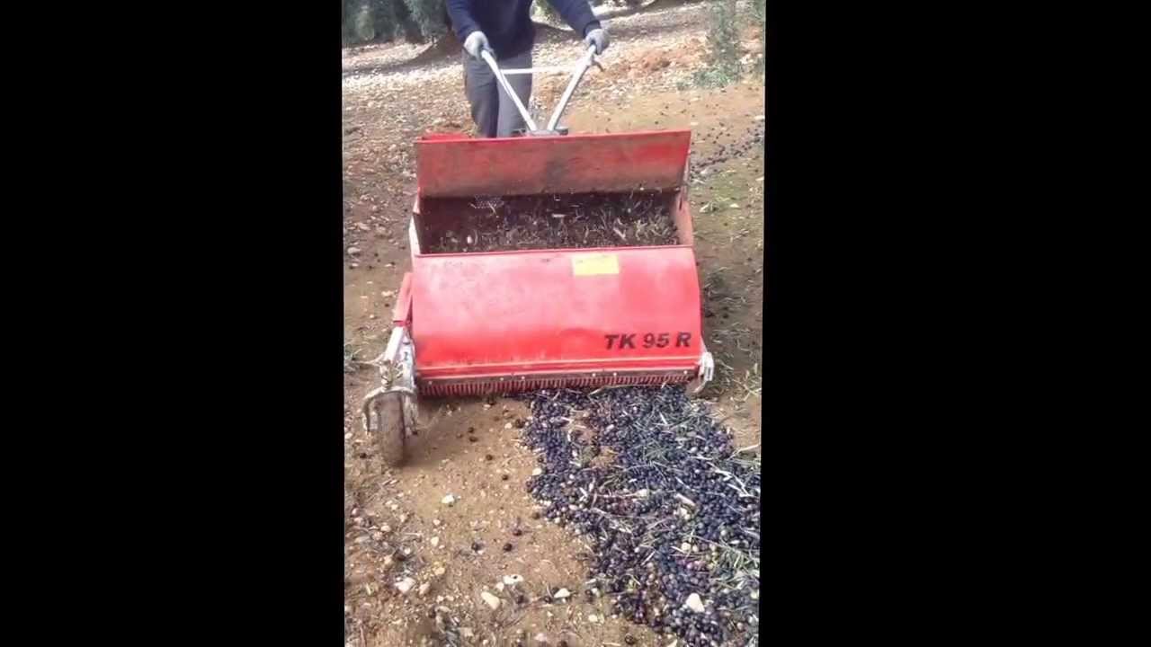 Barredora de aceitunas :: ApadrinaUnOlivo.es