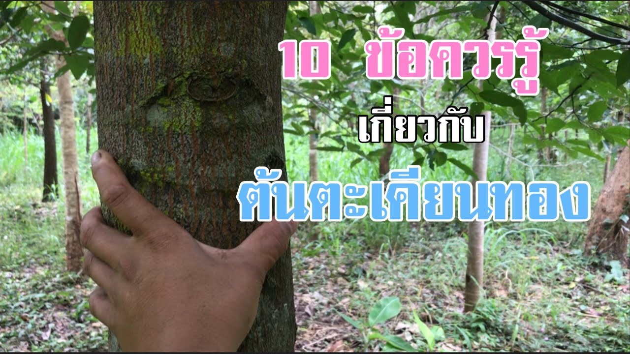 10 ข้อที่ควรรู้เกี่ยวกับไม้ตะเคียนทอง ต้นไม้น่าปลูก [ดินแดนแห่งเสรีภาพ]