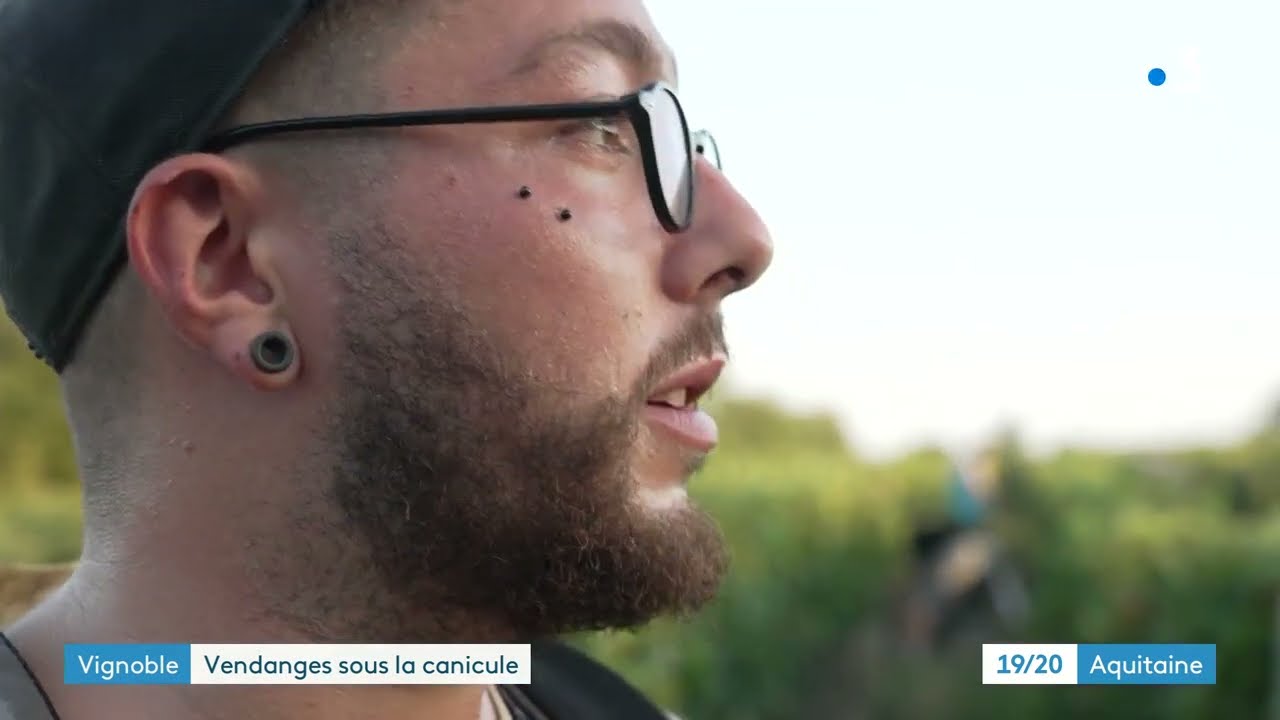 Bordeaux : vendanges des blancs sous la canicule