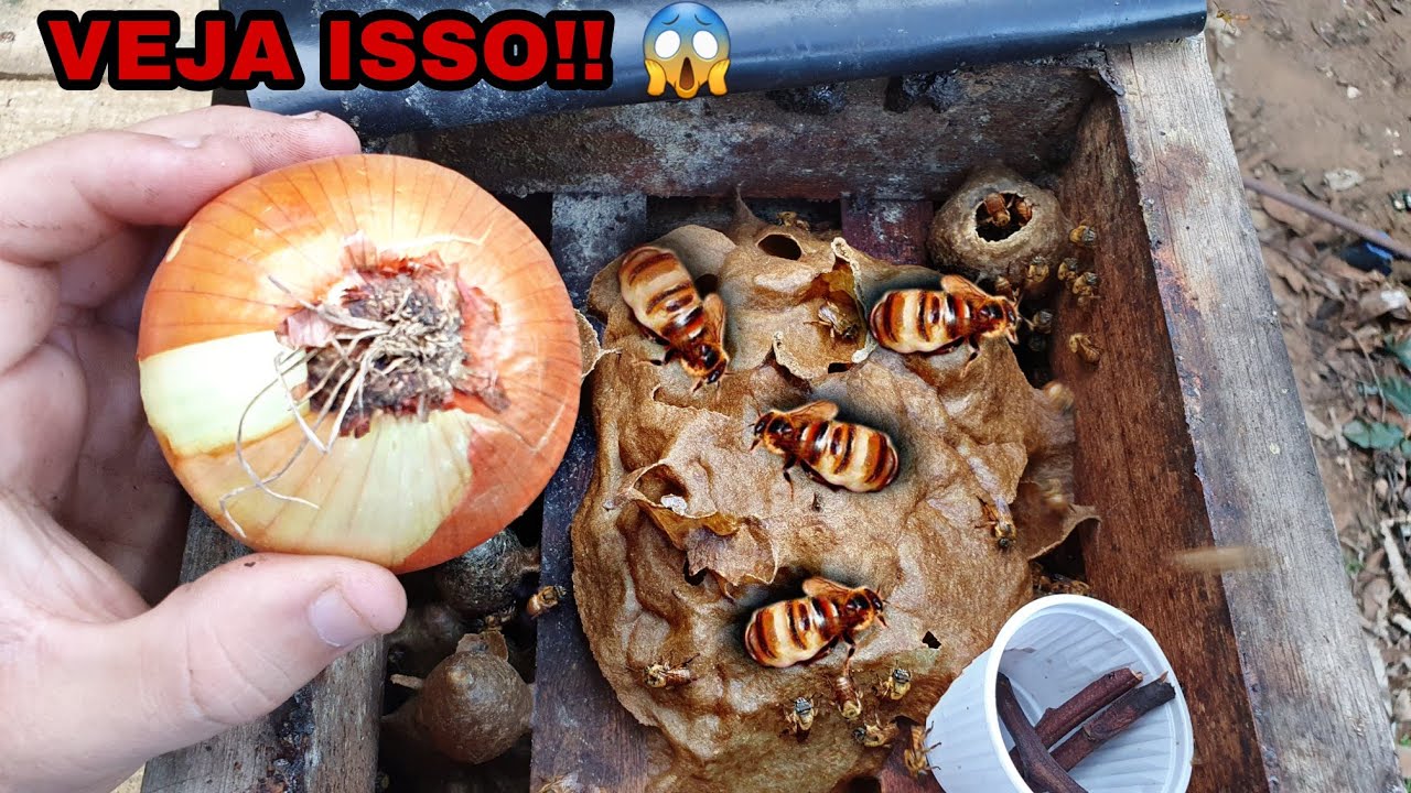 CEBOLA + ABELHA é = ENXAME FORTE (Você precisa ver ISSO!!)