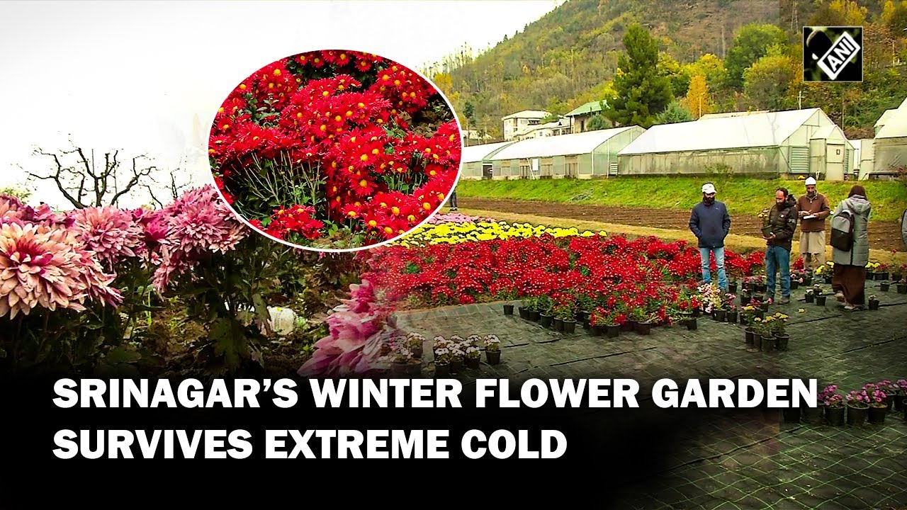 Srinagar: Enchanting Winter Flower Garden at SKUAST-K survives extreme cold