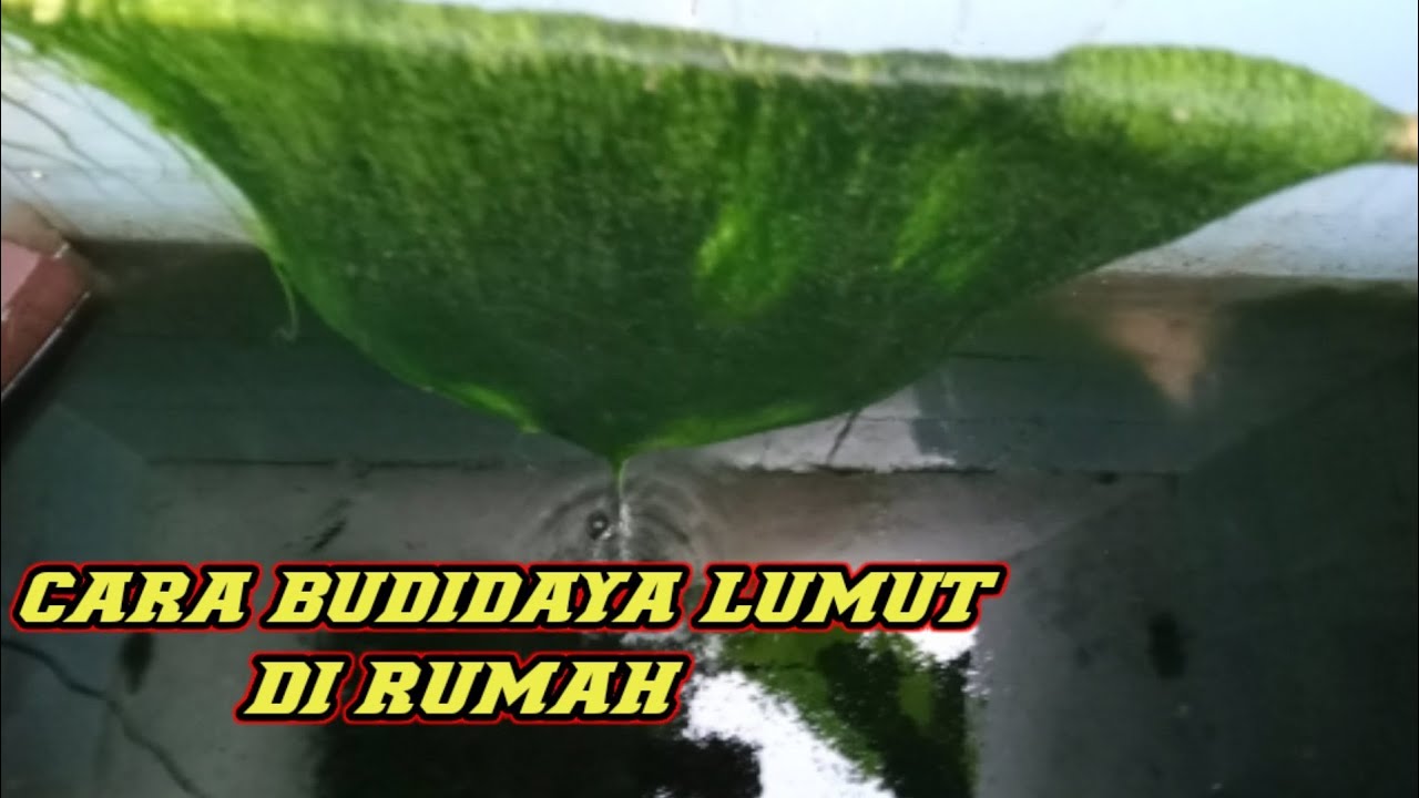 CARA BUDIDAYA LUMUT DI RUMAH UNTUK UMPAN MANCING ‼️