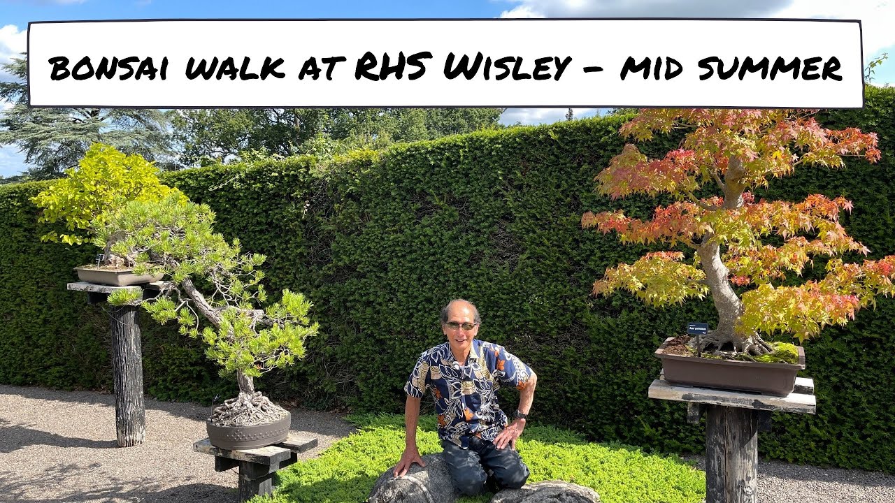 Bonsai Collection at RHS Wisley