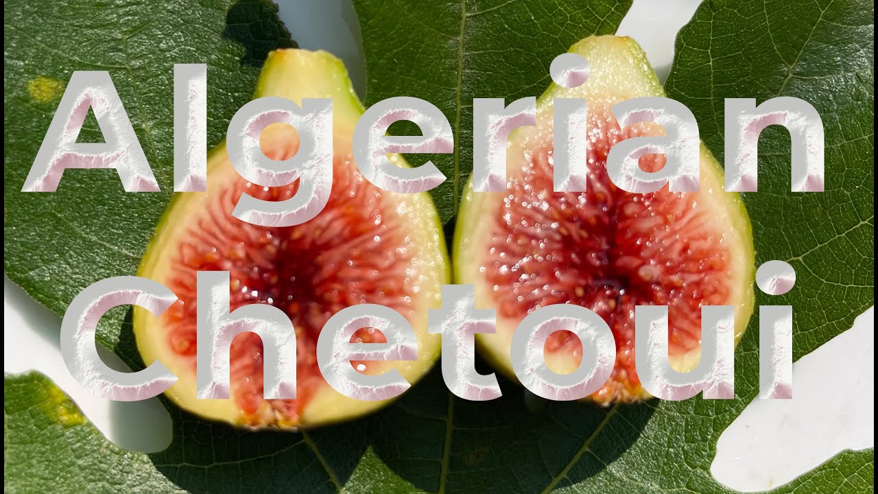 Algerian Chetoui