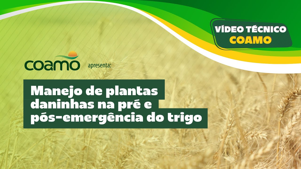 Vídeo Técnico Coamo: Manejo de plantas daninhas na pré e pós-emergência do trigo