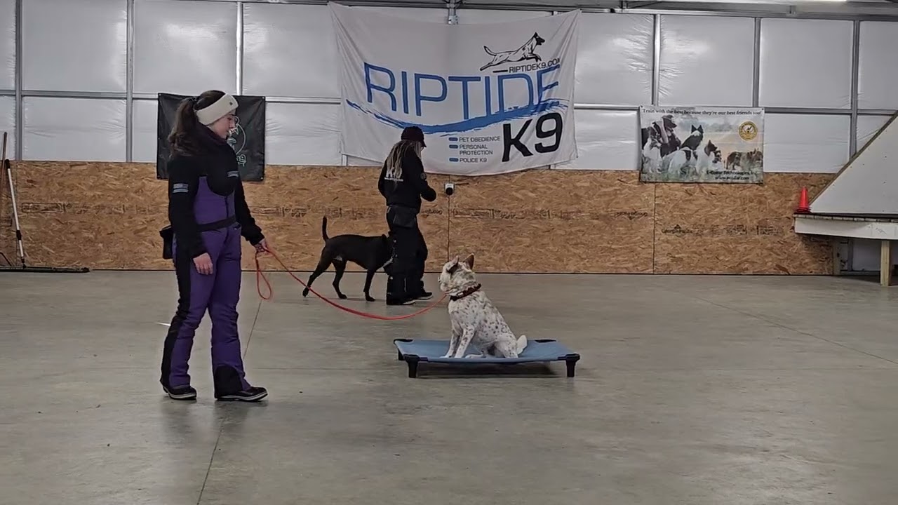 Banks on leash obedience training 1-29-26