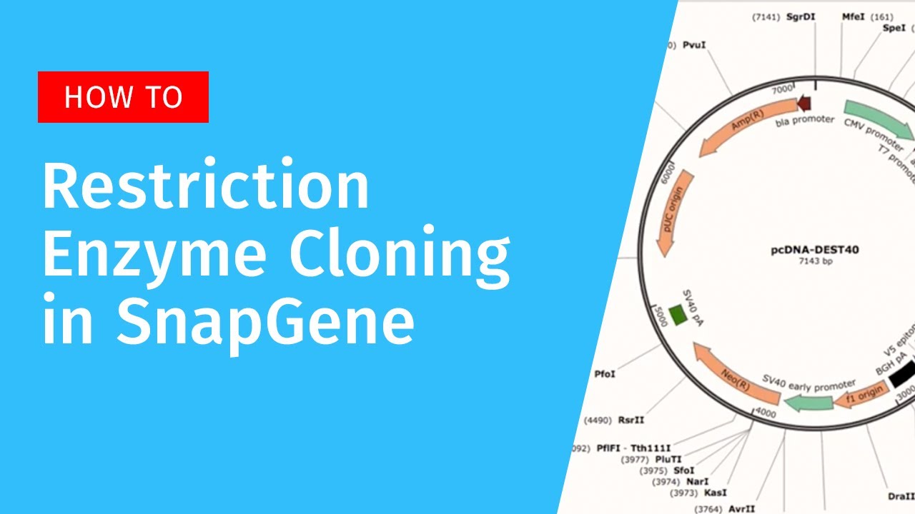 Restriction Enzyme Cloning in SnapGene