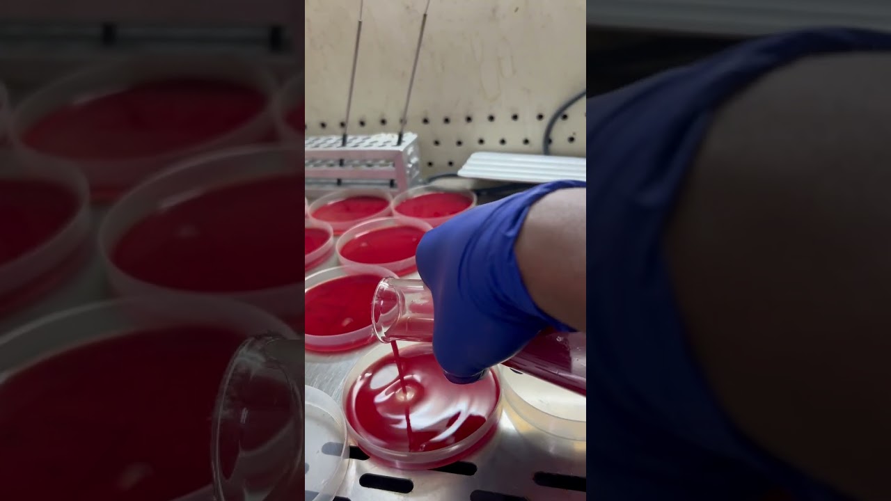 Preparing blood agar in microbiology lab for culture testing #microbiology #microbiologist #blood