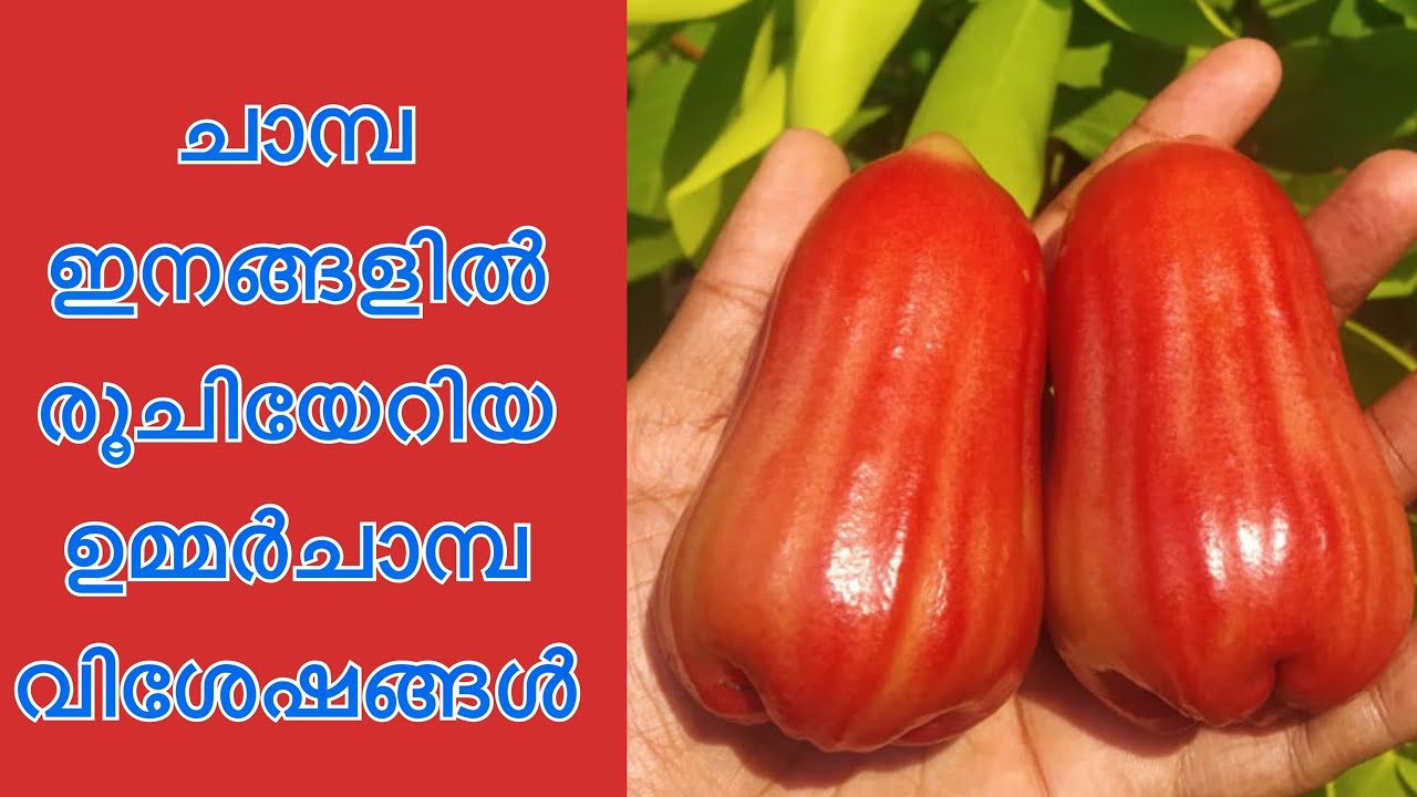 ഉമ്മർചാമ്പ വിശേഷങ്ങൾ || UMMER CHAMBA