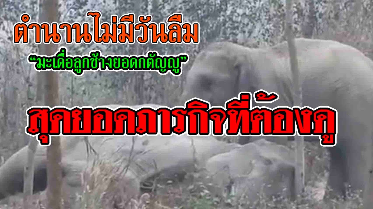 The Best Clip ภารกิจกตัญญููลูกช้างป่าหวงแม่ 