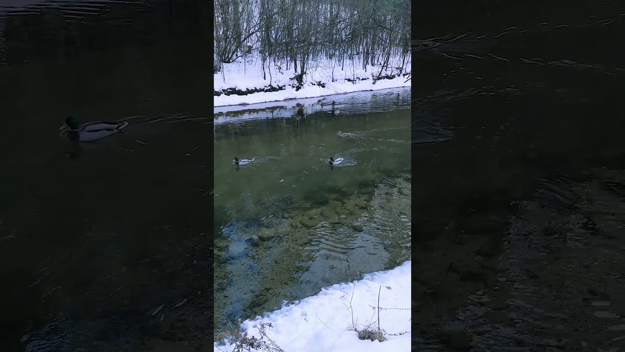 Ducks  #relaxing #nature #stressrelief