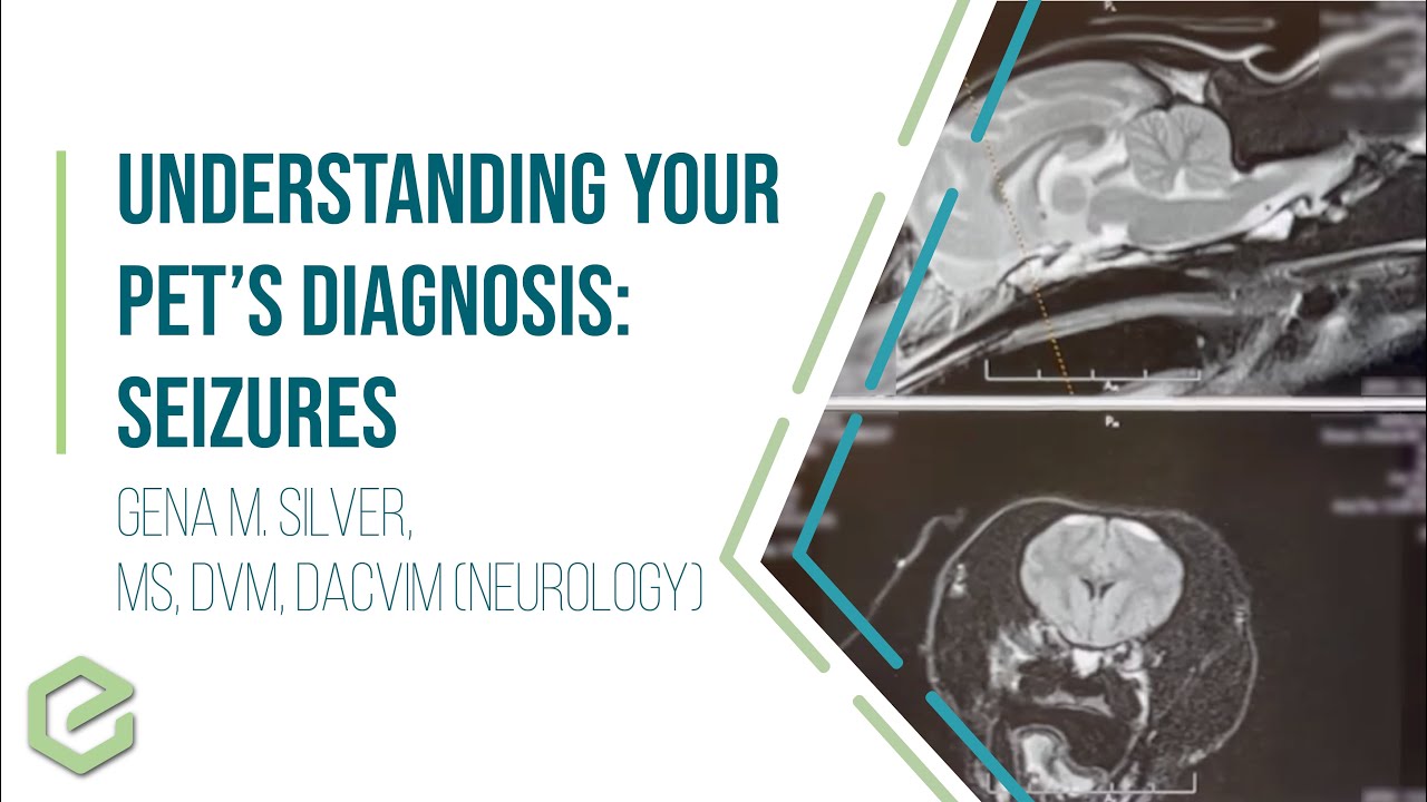 Understanding Your Pet's Diagnosis: Seizures
