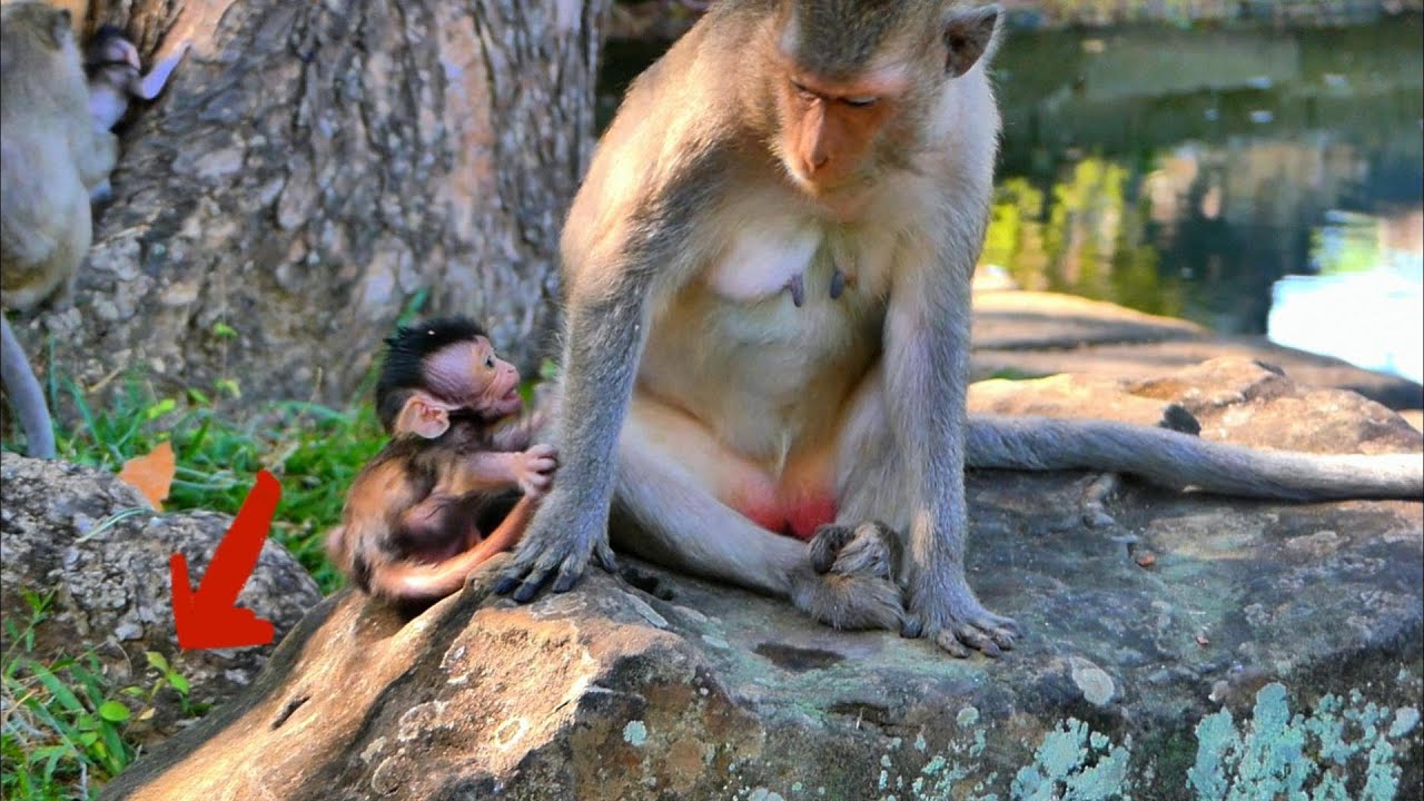 Baby JOLAN falls from high rock l Amber troop