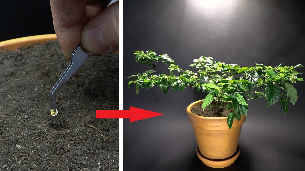 Black Naga Chili Time Lapse -  Seed To Fruit in 212 days