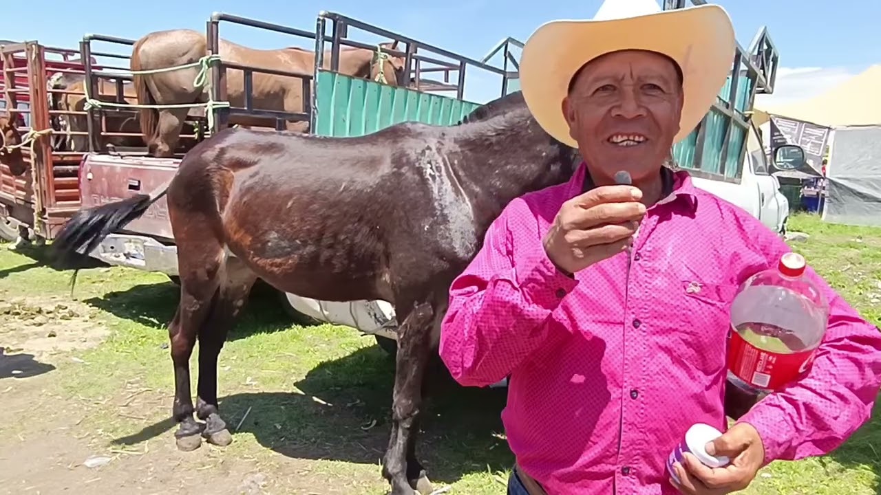 Tianguis de ganado Atlixco Puebla