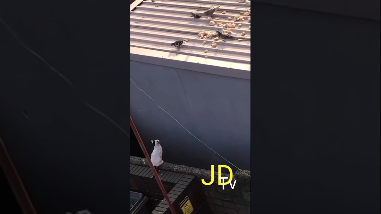 Cat catched pigeoncatched  #pigeoncat #pigeoncatch #catfunny #entertainment