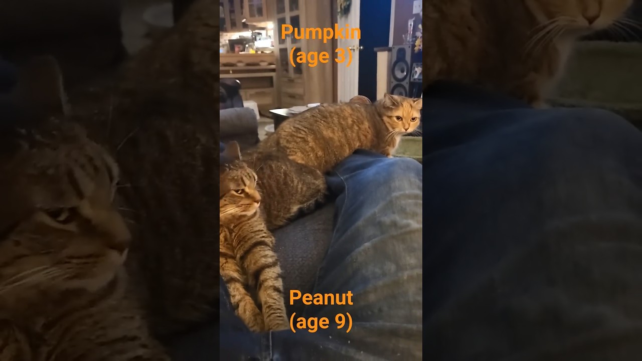 2025 Peanut Hissing at Pumpkin 