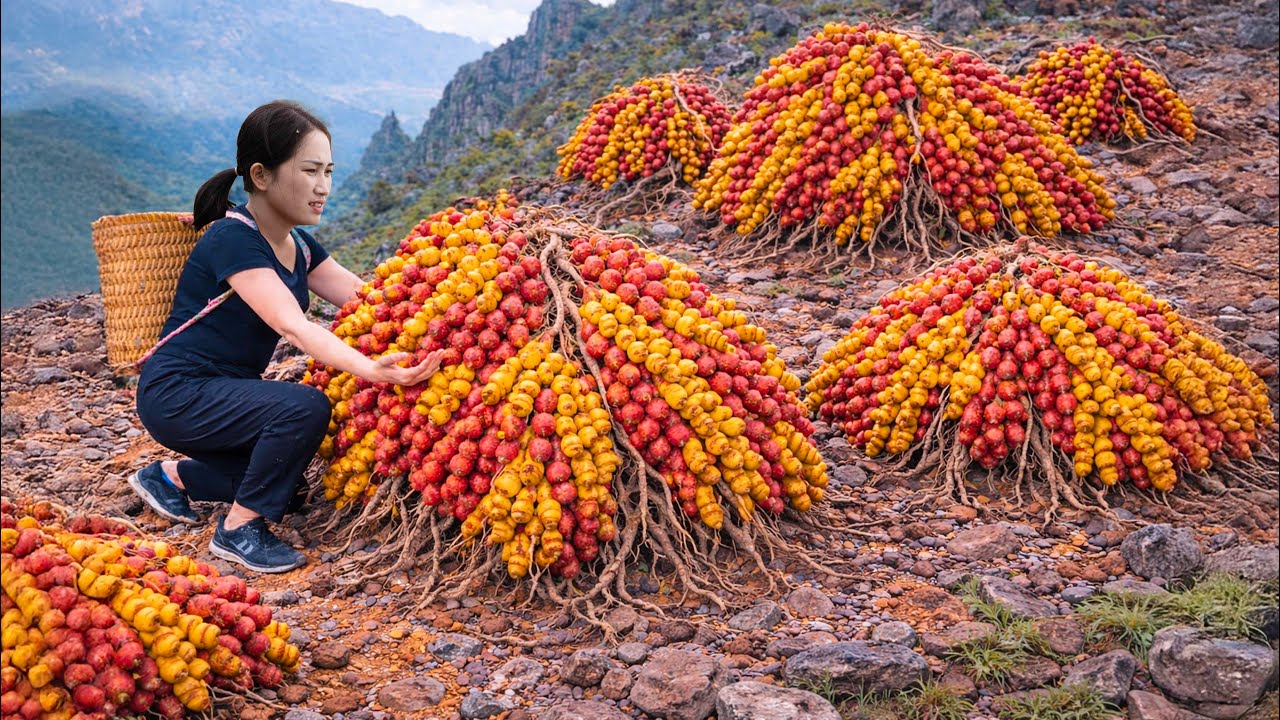Harvesting Giant Wild Mountain Turmeric to Sell | Brave Woman Risks Her Life on Cliff
