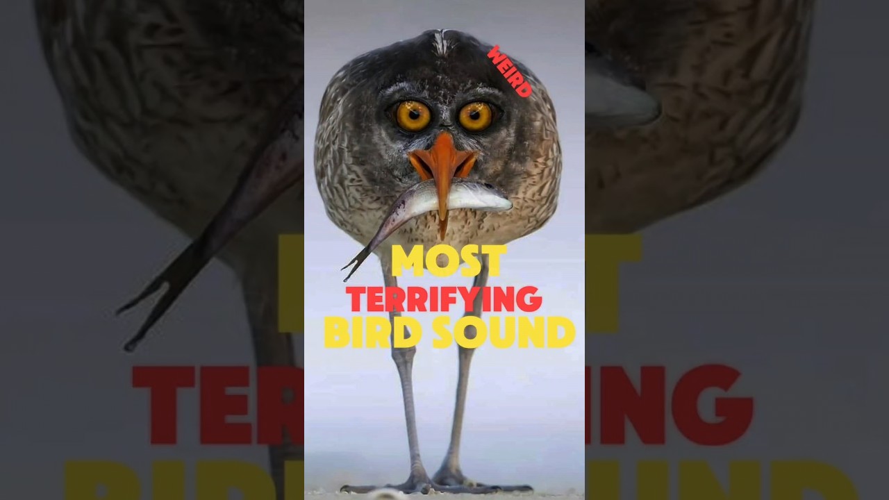5 TERRIFYING birds SOUNDS