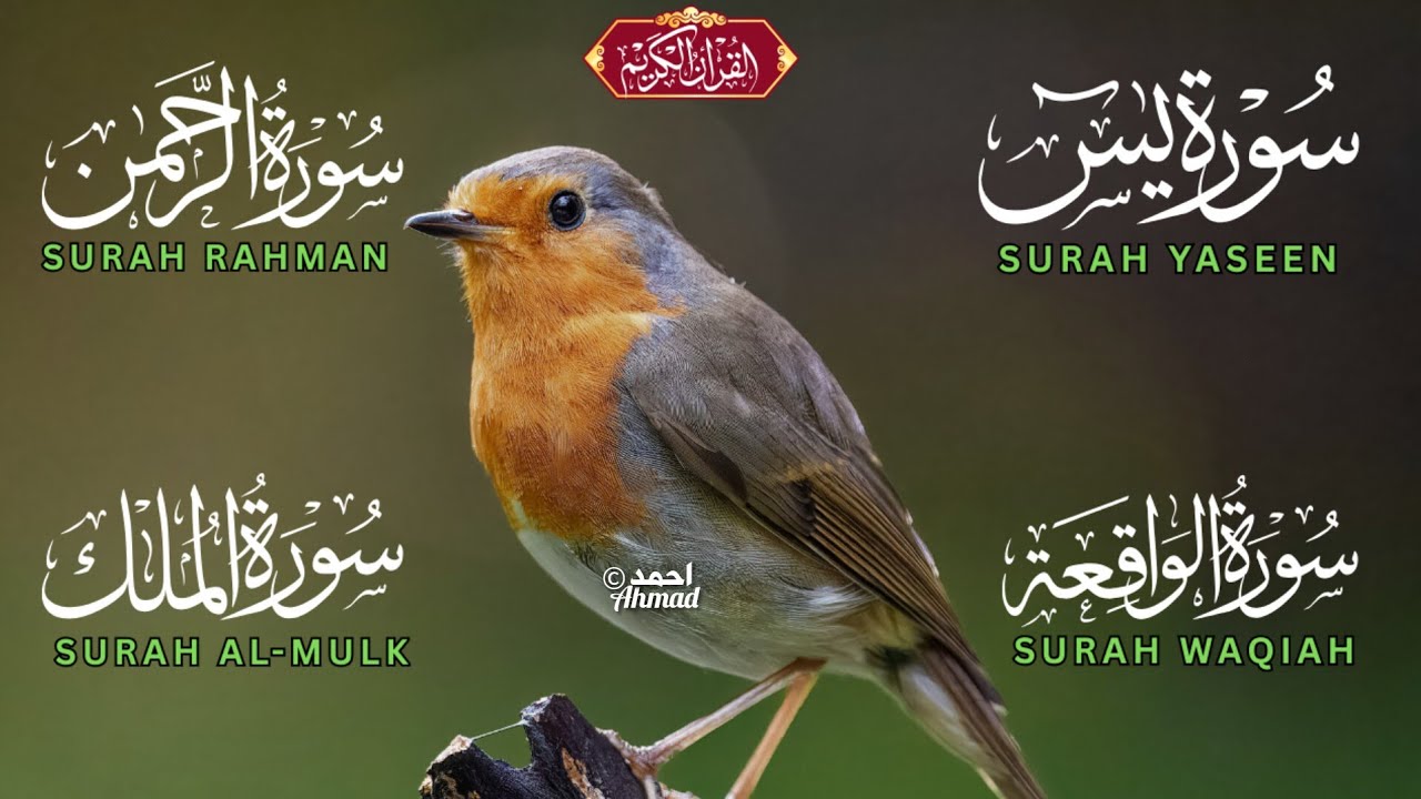 Peaceful Recitation of Surah Yasin | Surah Rahman | Surah Waqiah | Surah Mulk By Qari Ali Yahya