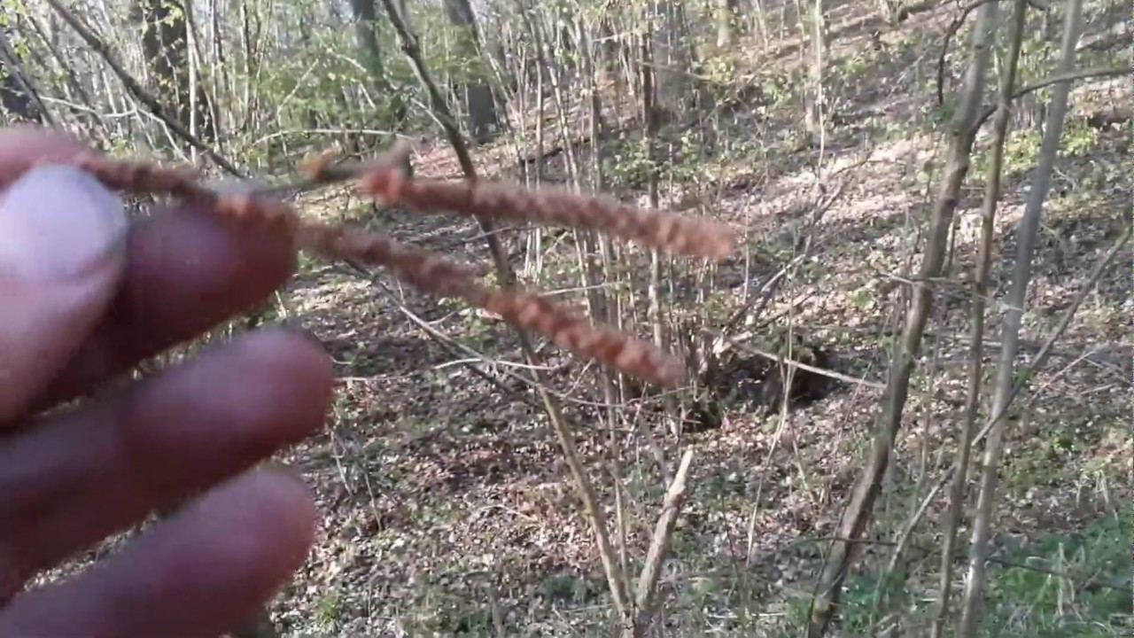 O leszczynie, orzechach, lasach odroślowych, rzęsach i Matce Boskiej Siewnej