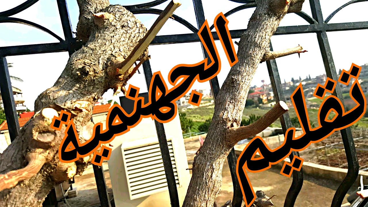 شرح مبسط عن تقليم الجهنمية