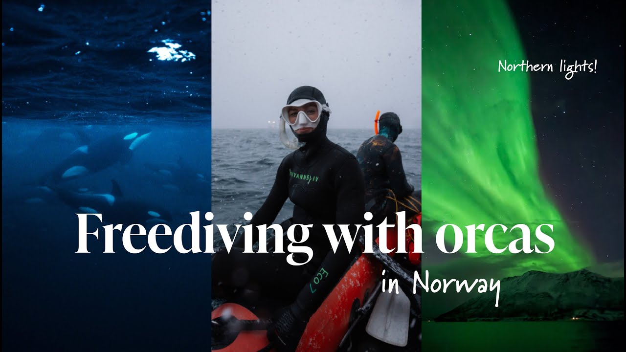 Fridykker med spekkhoggere i Norge | Sailing Expedition