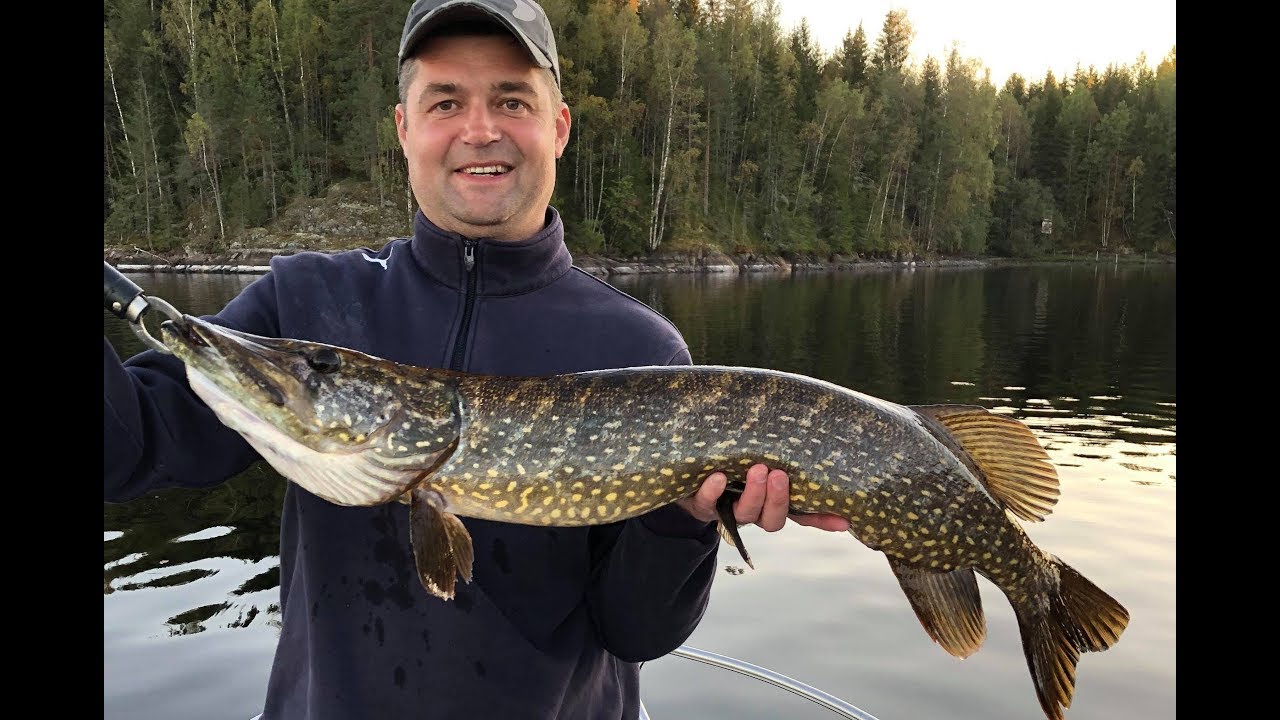 Dzień z Fisketur Szwecja - poznajcie naszych gości [jesienne szczupaki 2019]