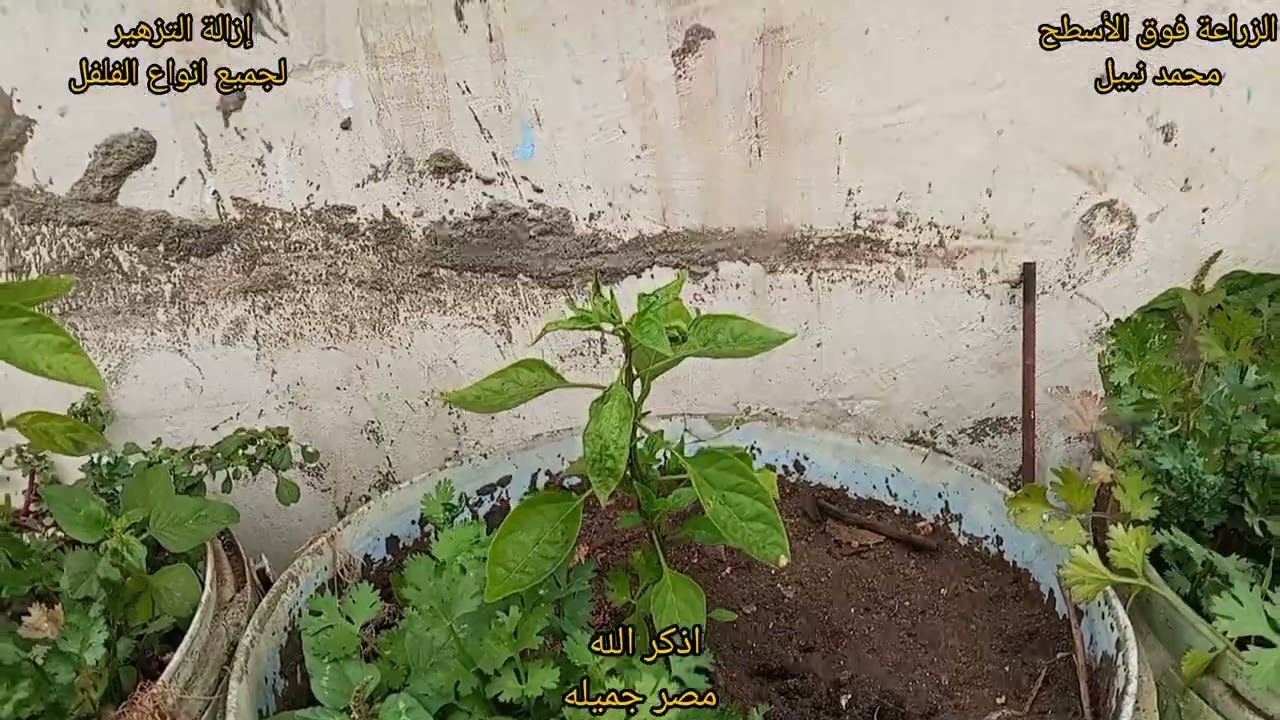 الجزء الثالث لزراعة الفلفل الحار فوق الأسطح #duet #garden #زراعت #duet 