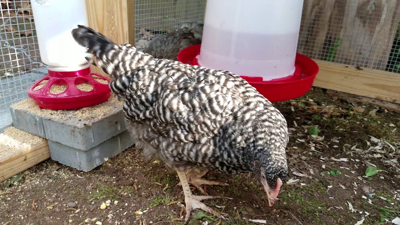 Barred Rock and Easter Egger Pullets