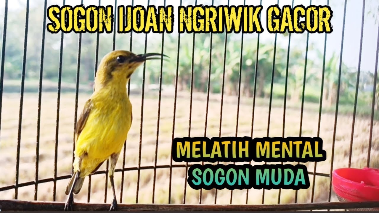 SOGON IJOAN GACOR SANGAT EFEKTIF UNTUK PANCINGAN SOGON IJOAN AGAR RAJIN BUNYI DAN MENTAL FIGHTER