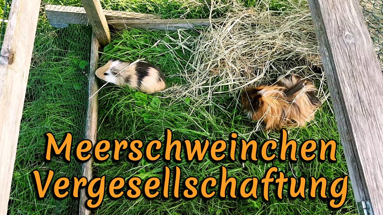 Meerschweinchen zusammenführen und vergesellschaften - neue Böckchen lernen sich kennen