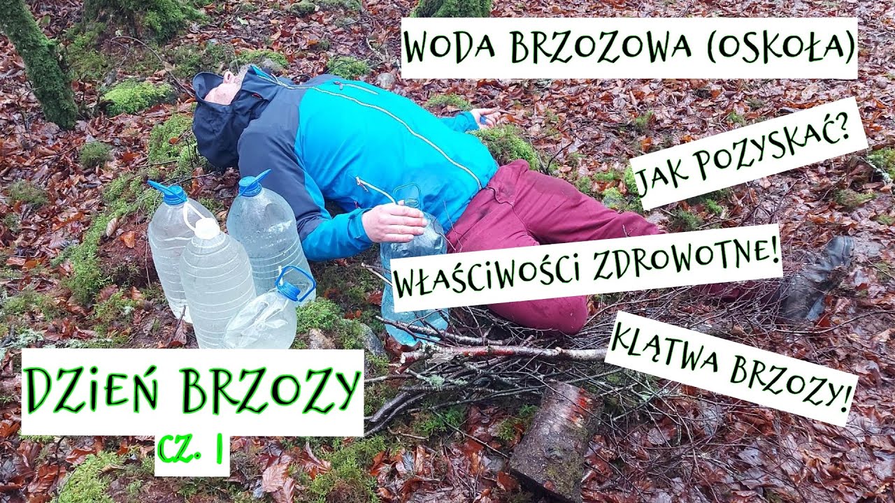 Dzień brzozy cz. I - woda brzozowa (oskoła) i jej wspaniałe właściwości!