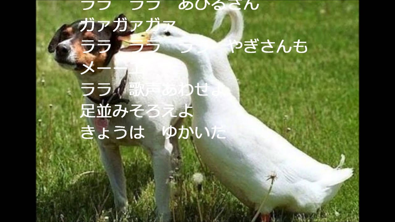 ピクニック