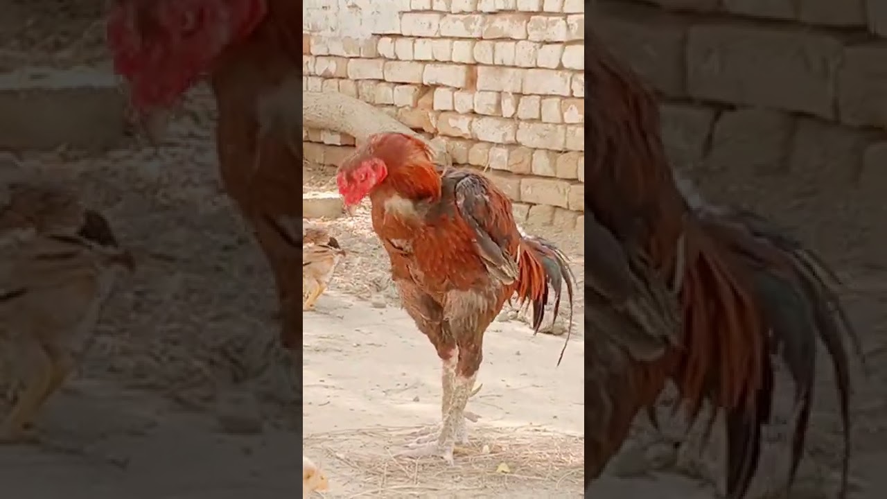 سنڌ جا ڀلي نسل جا ڪڪڙ Sindh ke Bhtreen Nasal Ke Murg