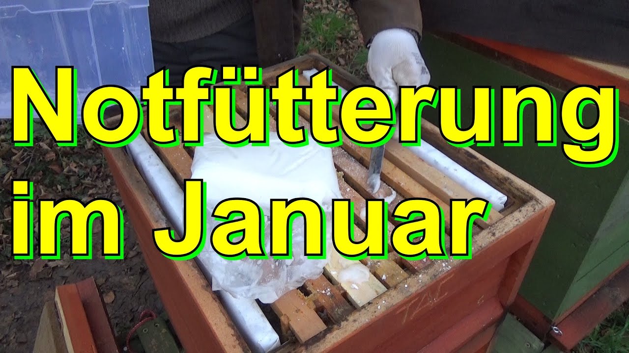 Notfütterung im Januar