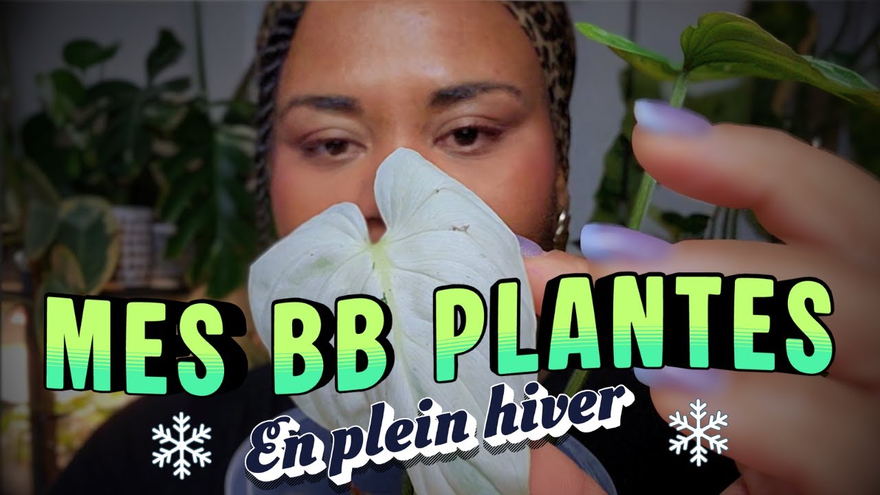 Mes bébés plantes en hiver